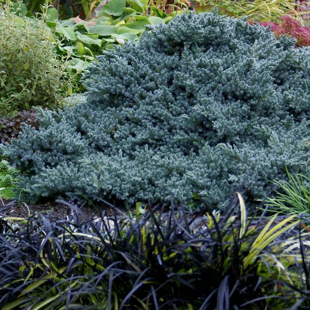 Genévrier écailleux 'Blue Star' (Juniperus squamata) (jacki-dee)