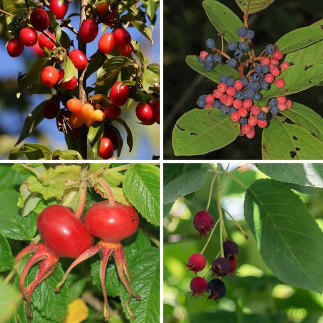 Kit de haie gourmande - Amelanchier, Rosa rugosa, Cornus mas, Aronia