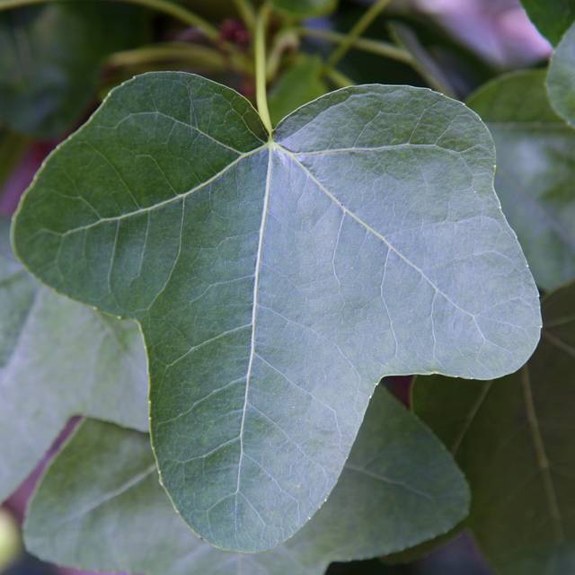 Copalme d'Amérique 'Rotundiloba' - Liquidambar styraciflua - feuillage (David J. Stang / wikimedia.org)