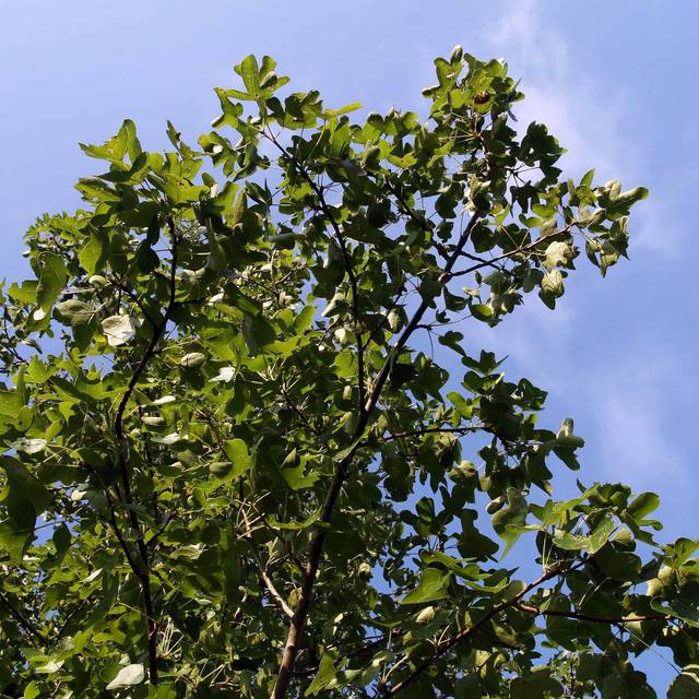 Copalme d'Amérique 'Rotundiloba' - Liquidambar styraciflua - feuillage (David J. Stang / wikimedia.org)