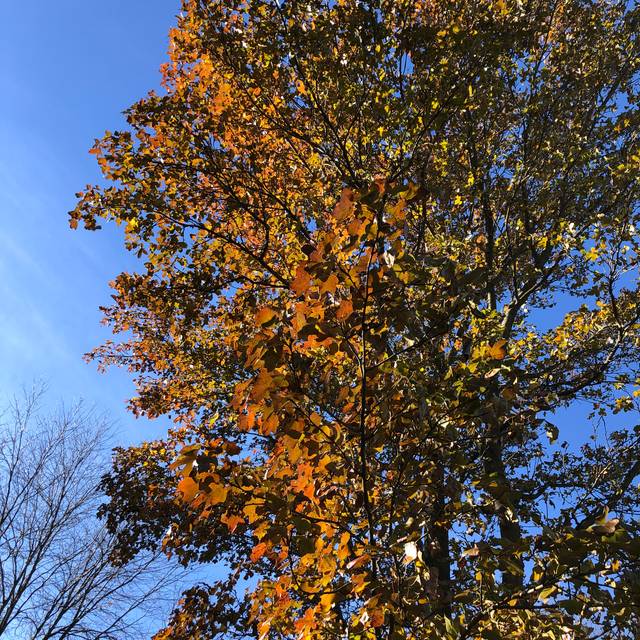Copalme d'Amérique 'Rotundiloba' - Liquidambar styraciflua - feuillage d'automne (Famartin / wikimedia.org)