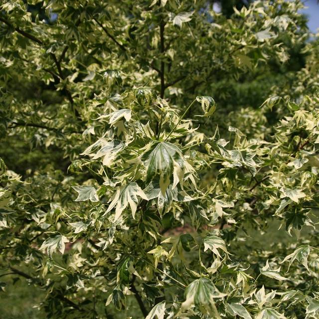 Copalme d'Amérique panaché - Liquidambar styraciflua 'Silver King' (David J. Stang / wikimedia.org)