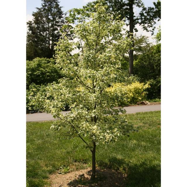 Copalme d'Amérique panaché - Liquidambar styraciflua 'Silver King' (David J. Stang / wikimedia.org)