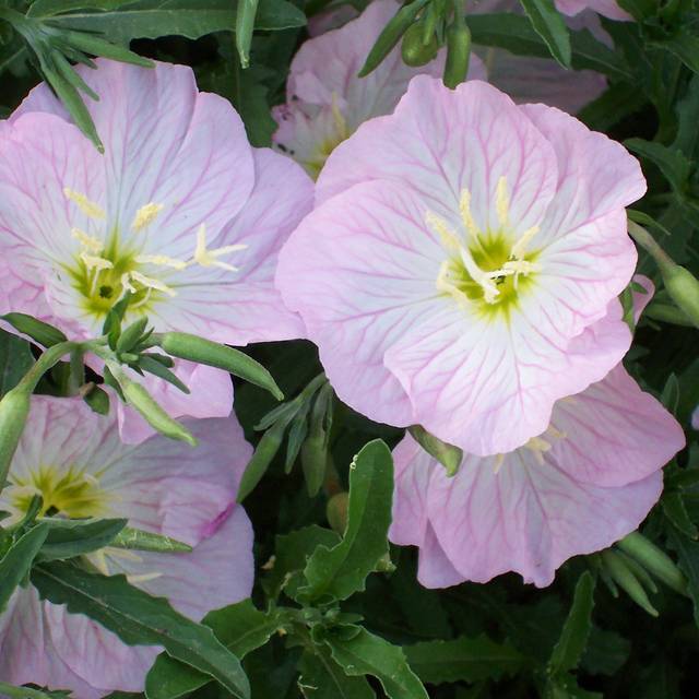 Oenothère rose - Oenothera speciosa (Patrick Standish)