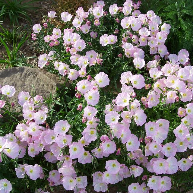 Oenothère rose - Oenothera speciosa (Patrick Standish)