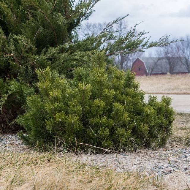 Pinus mugo var. Pumilio - Pin nain de montagne (F. D. Richards)