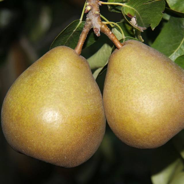 Poirier 'Beurré Hardy' (Glysiak / wikimedia.org)