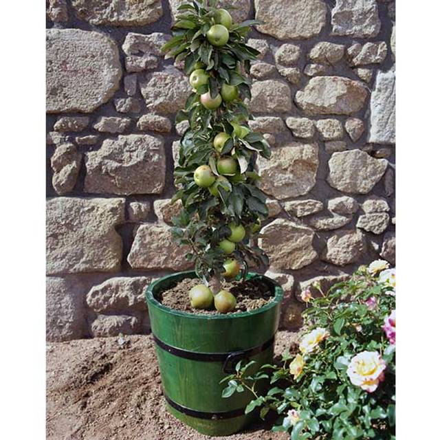 Pommier colonnaire Amboise® (Delbard)