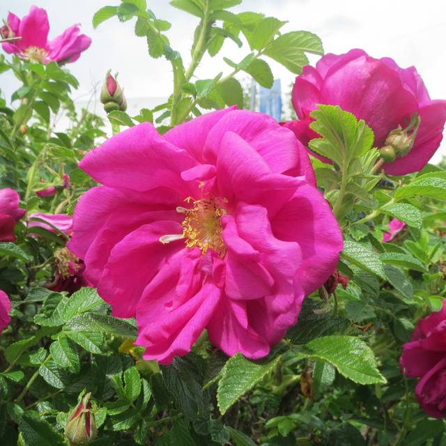 Rosier rugueux EXCEPTION® 'Rotes Meer' - Rosa rugosa (Andreas Rockstein)