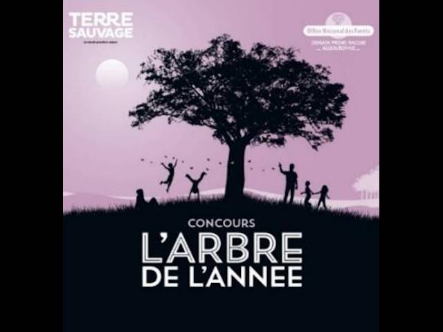 Concours de l'Arbre de l'année 2024