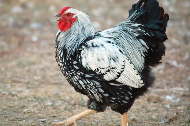 Coq Wyandotte Silver Lace