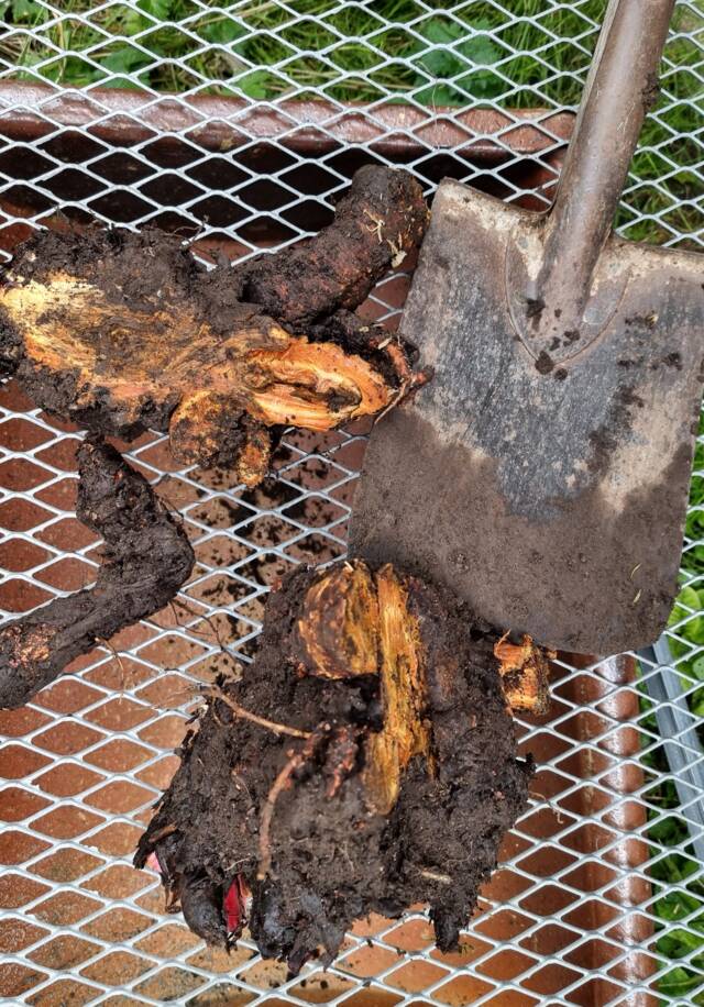 Division d'une souche de rhubarbe à la pelle bêche