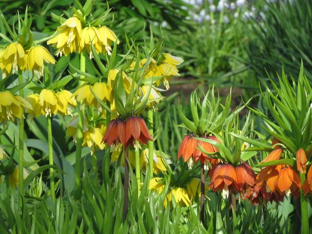 Fritillaires (Fritillaria imperialis)