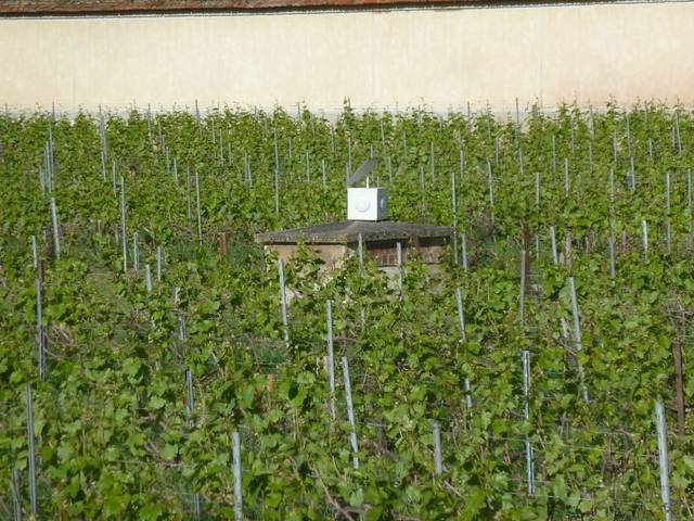 Génodique : diffuseur dans une vigne