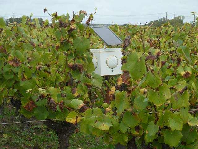 Génodique en viticulture