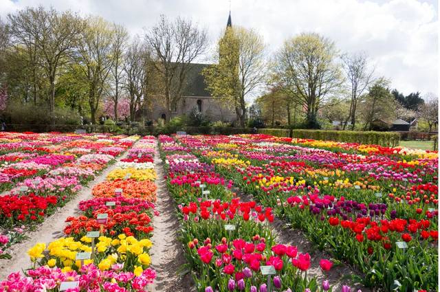 cliquez pour voir la suite Hortus Bulborum : sortez des sentiers battus