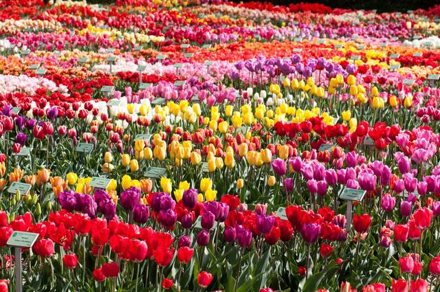 Hortus Bulborum : un jardin d’exposition