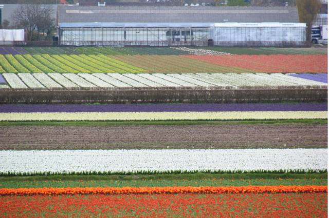 Une vue imprenable sur les champs de tulipes