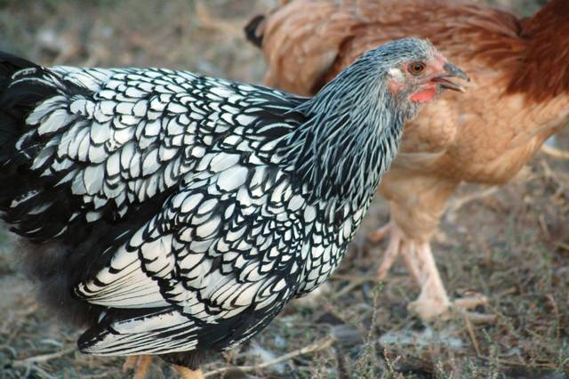 Poule Wyandotte 'Silver Lace'