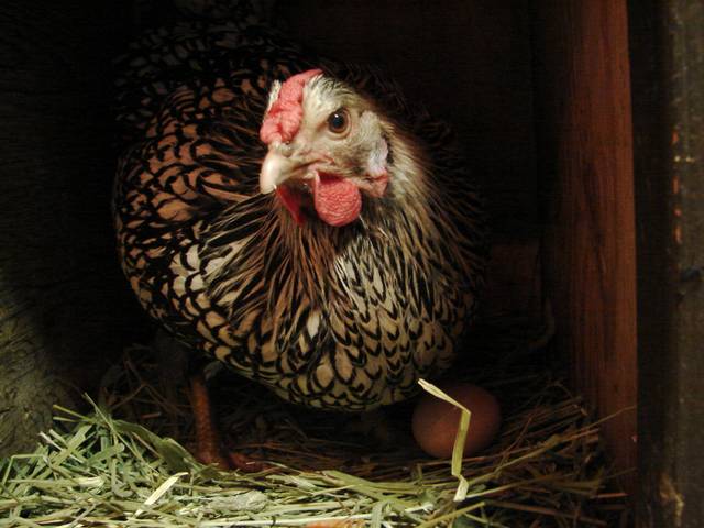 Poule Wyandotte