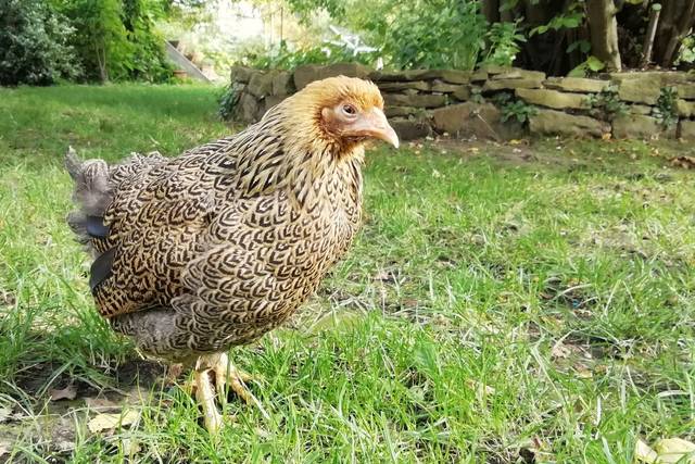 Poule Wyandotte