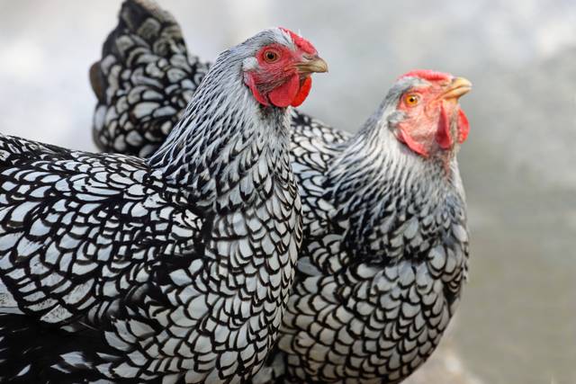 Poules Wyandotte