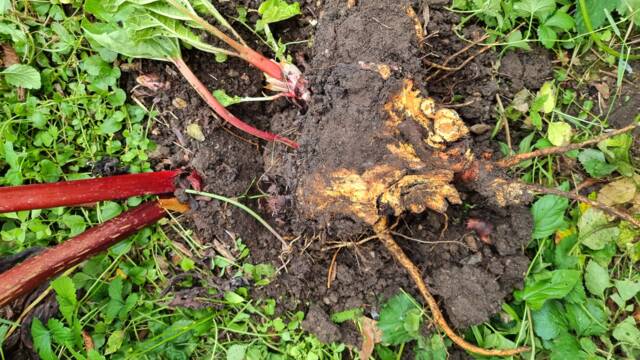 Souche de rhubarbe sortie de terre