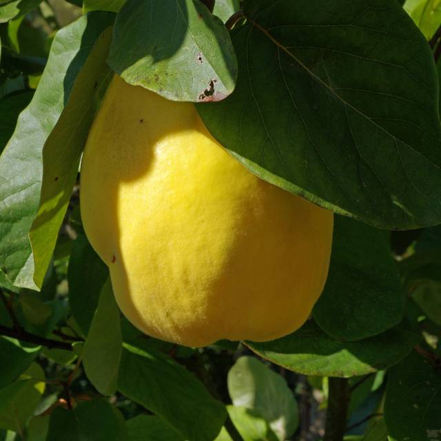 Cognassier 'Champion' (Cydonia oblongua) (Daniel Jolivet)