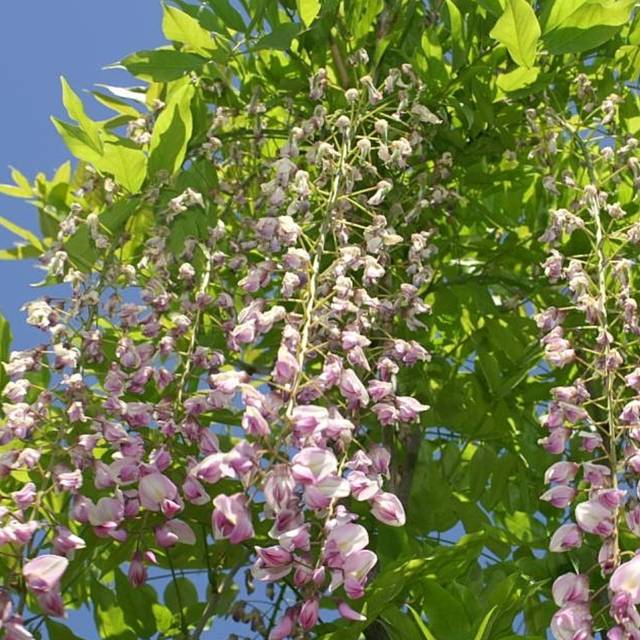Glycine du Japon Pink Ice (Wisteria floribunda) (David J. Stang / wikimedia.org)