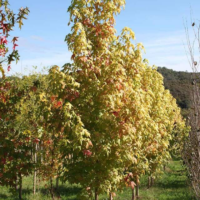 Copalme d'Amérique 'Golden Sun' (Liquidambar styraciflua) (Sapho)