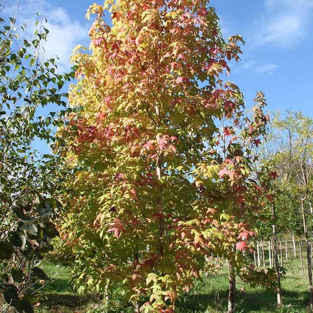 Copalme d'Amérique 'Golden Sun' (Liquidambar styraciflua) (Sapho)