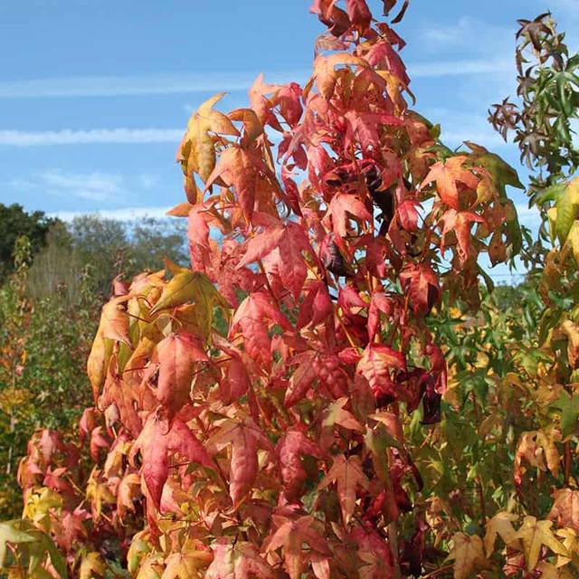 Copalme d'Amérique 'Golden Sun' (Liquidambar styraciflua) (Sapho)