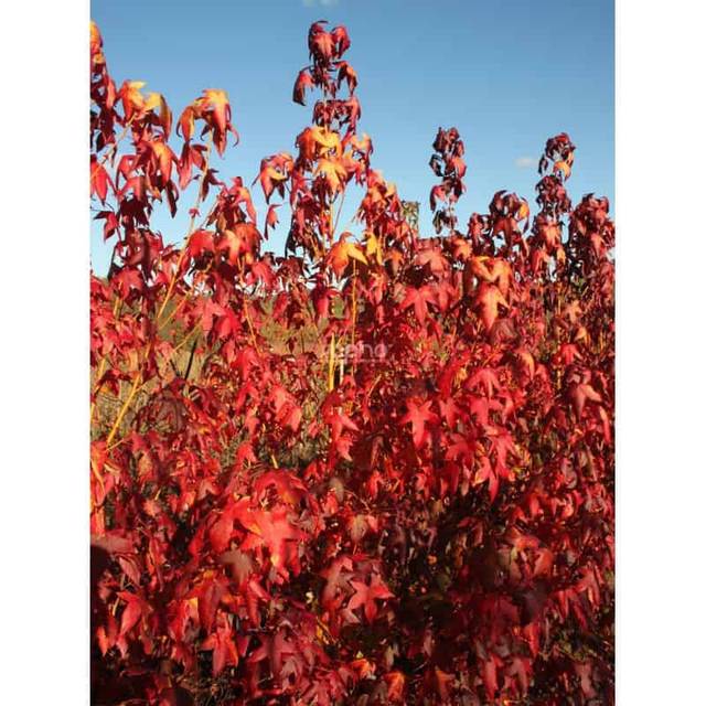 Copalme d'Amérique 'Golden Sun' (Liquidambar styraciflua) (Sapho)