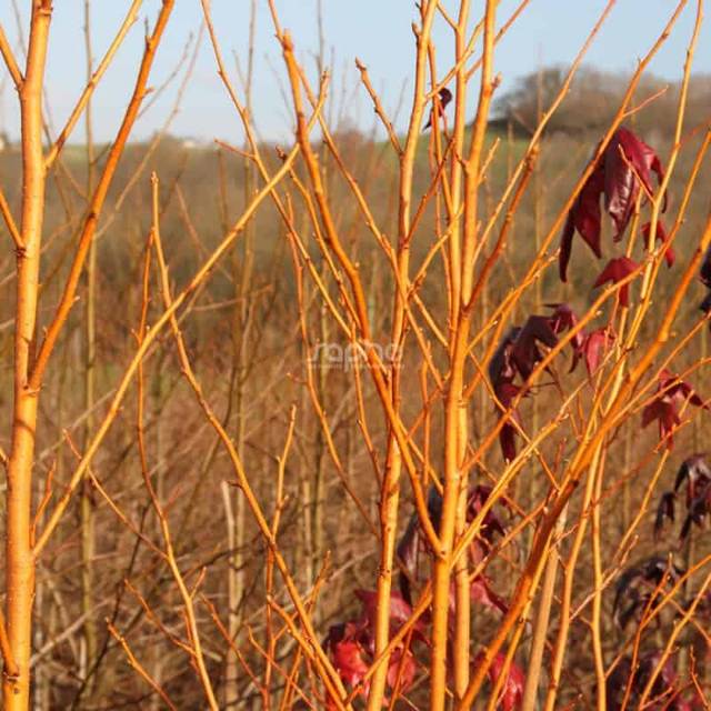 Copalme d'Amérique 'Golden Sun' (Liquidambar styraciflua) (sapho)