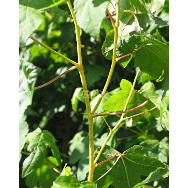 Copalme d'Amérique 'Golden Sun' (Liquidambar styraciflua) (Sapho)