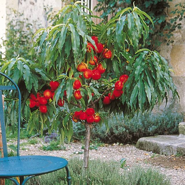 Nectarinier nain Nectarella® (D.R. / Georges Delbard)