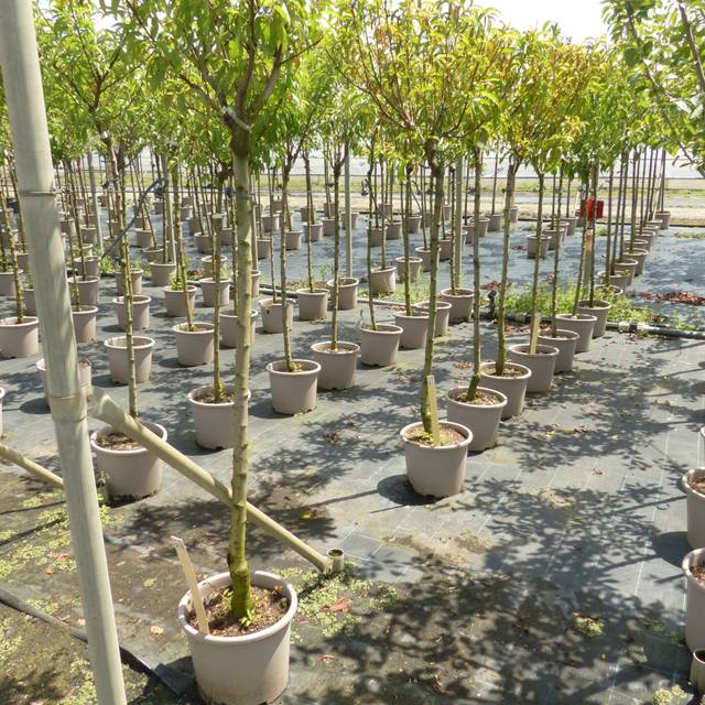 Arbres fruitiers en conteneurs de 15 litres (C15L) à la pépinière (pêchers 'Andromède') (X.G. / Gerbeaud)