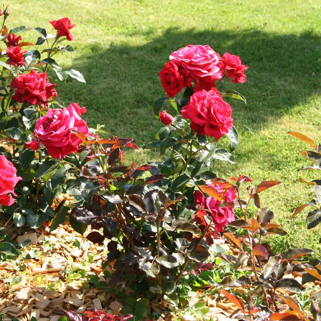 Rosier 'Adharman' LE GRAND HUIT® (MEL)