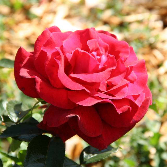 Rosier 'Adharman' LE GRAND HUIT® (MEL)