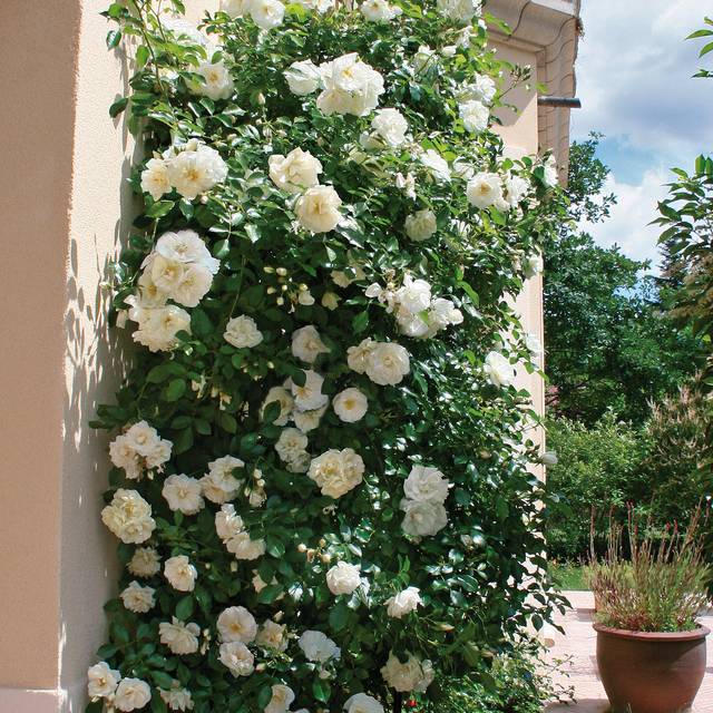 Décorosier grimpant Opalia® (Décorosier)