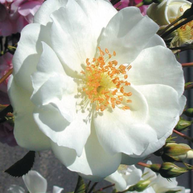 Décorosier grimpant Opalia® (Décorosier)