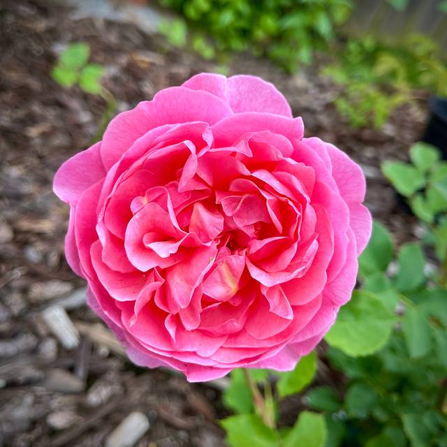 Rosier anglais Boscobel™ (Hang Vu / flickr.com)