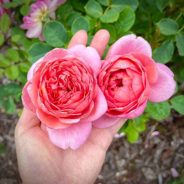 Rosier anglais Boscobel™ (Hang Vu / flickr.com)