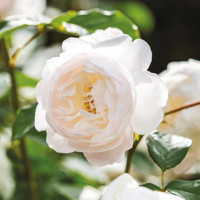 Rosier anglais Desdemona™ (David Austin Roses)