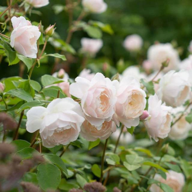 Rosier anglais Desdemona™ (David Austin Roses)