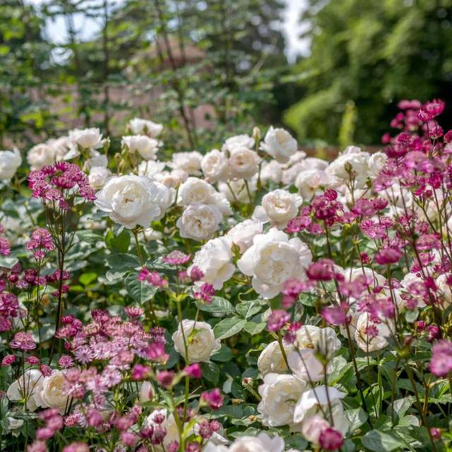 Rosier anglais Desdemona™ (David Austin Roses)