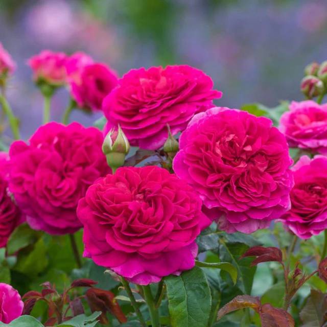 Rosier anglais Gabriel Oak™ (David Austin Roses)