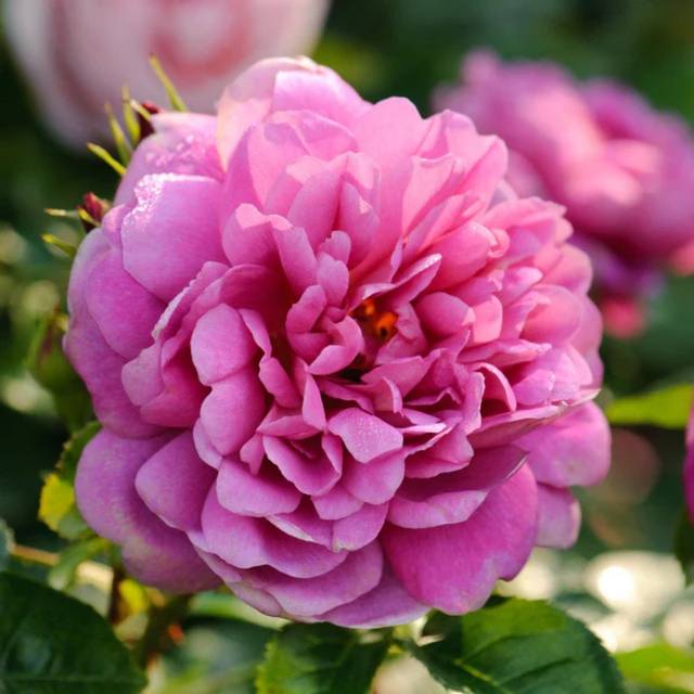 Rosier anglais Princess Anne™ (David Austin Roses)