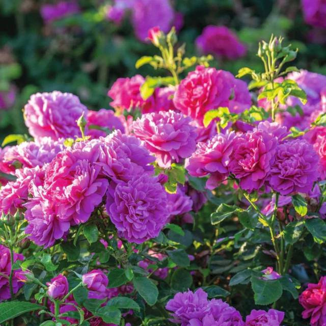 Rosier anglais Princess Anne™ (David Austin Roses)