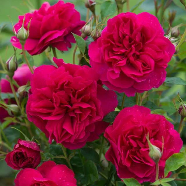 Rosier anglais Thomas A Becket™ (David Austin Roses)